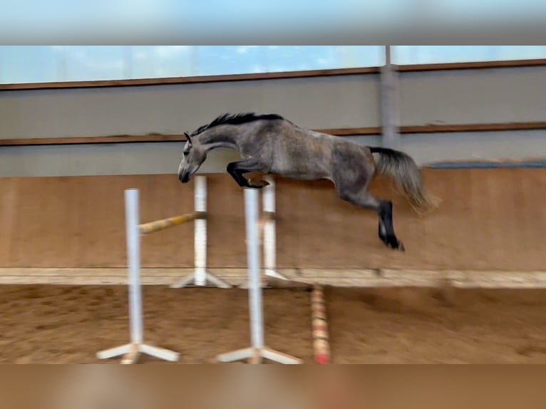 Holstein Mare 3 years 15,2 hh Grey in Seester