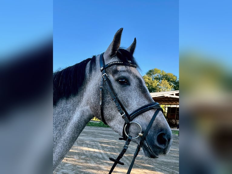 Holstein Mare 3 years 15,2 hh Grey in Seester