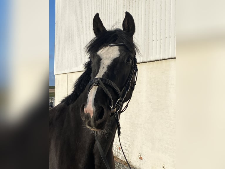 Holstein Mare 3 years 15,2 hh Smoky-Black in Sankt Peter-Ording