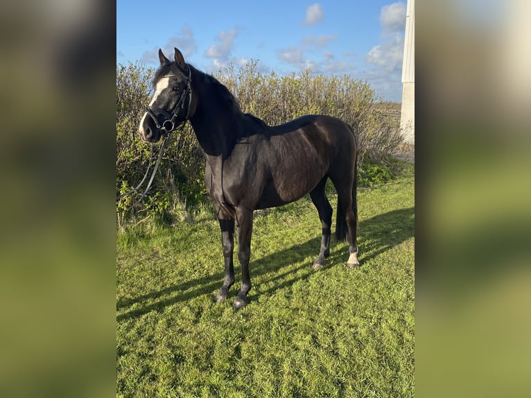 Holstein Mare 3 years 15,2 hh Smoky-Black in Sankt Peter-Ording