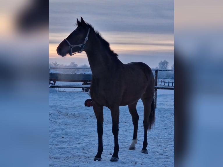 Holstein Mare 3 years 15,3 hh Brown in Elmshorn