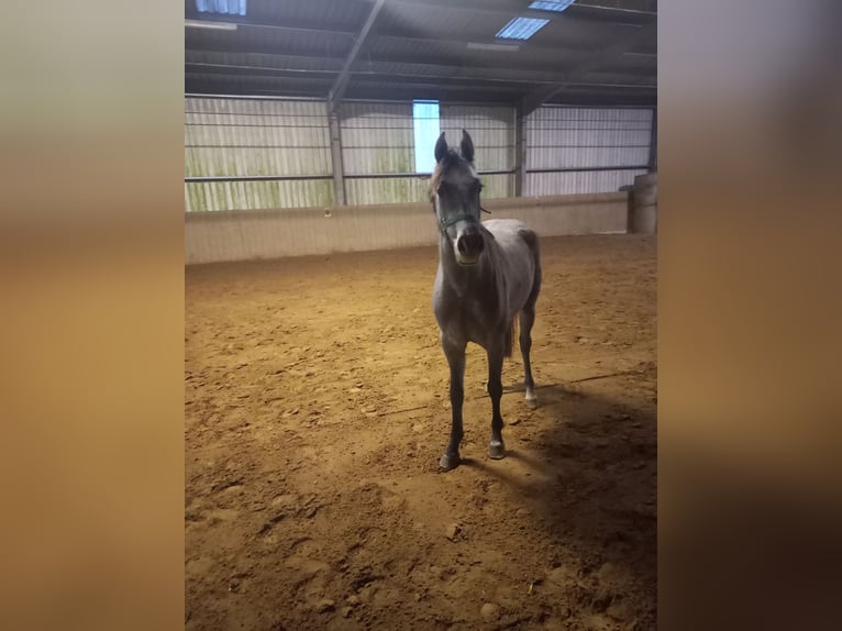 Holstein Mare 3 years 15,3 hh Grey in Nusse