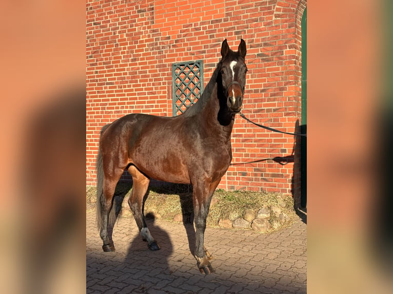 Holstein Mare 3 years 16,1 hh Bay-Dark in Duvensee