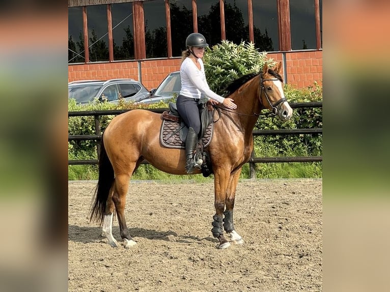 Holstein Mare 3 years 16,1 hh Brown in Anderlingen