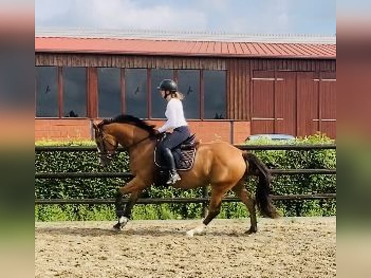 Holstein Mare 3 years 16,1 hh Brown in Anderlingen