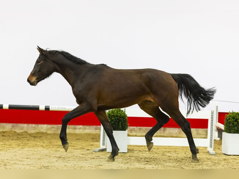 Holstein Mare 3 years 16,1 hh Brown in Waddinxveen