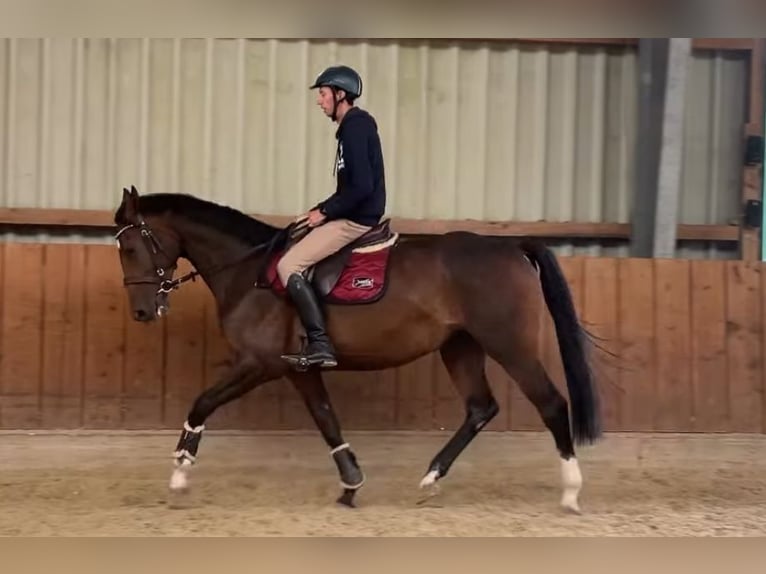 Holstein Mare 3 years 16,1 hh in Ger