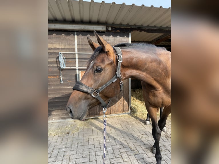 Holstein Mare 3 years 16.2 hh Bay-Dark in Merkers-Kieselbach