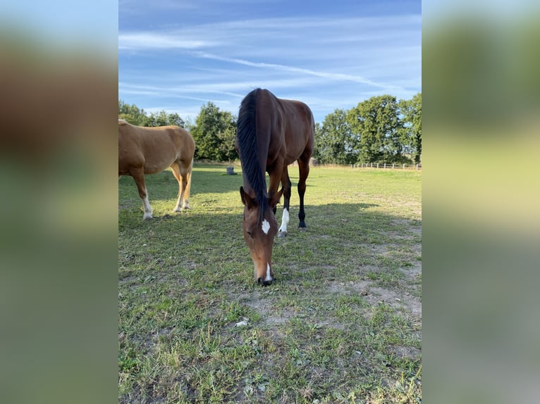 Holstein Mare 3 years 16.2 hh Brown in Daldorf
