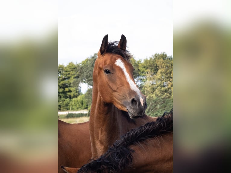 Holstein Mare 3 years 16.2 hh Brown in Averlak