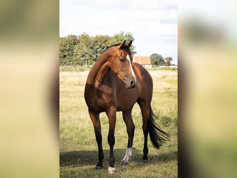 Holstein Mare 3 years 16.2 hh Brown in Averlak