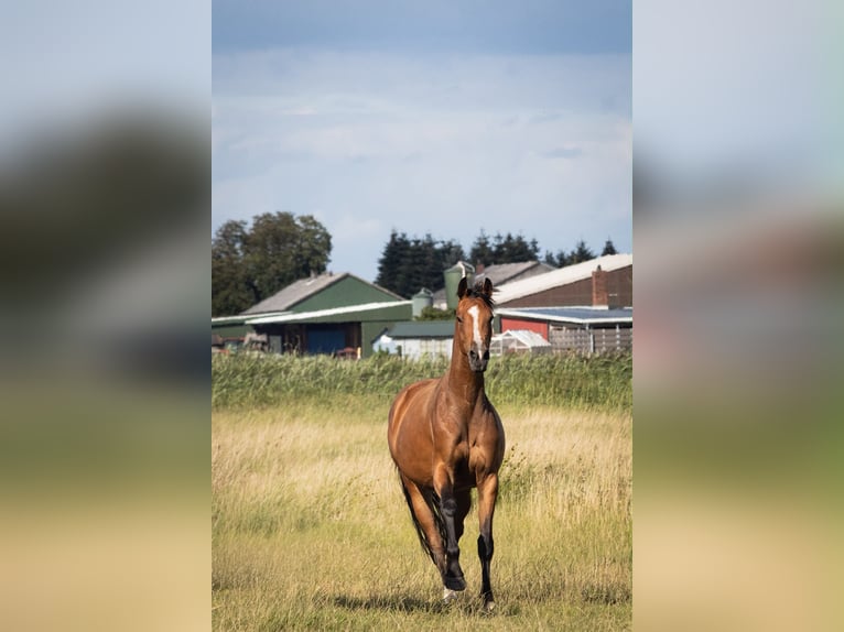 Holstein Mare 3 years 16.2 hh Brown in Averlak