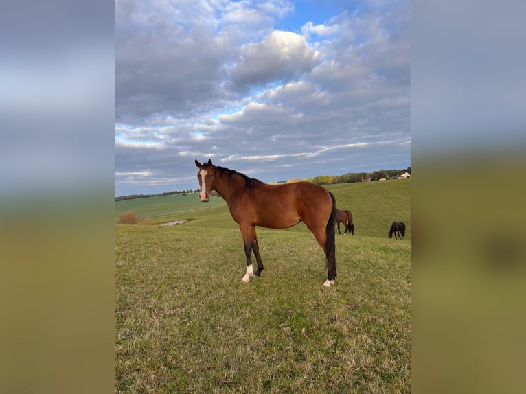 Holstein Mare 3 years 16,2 hh Brown in Ravensberg