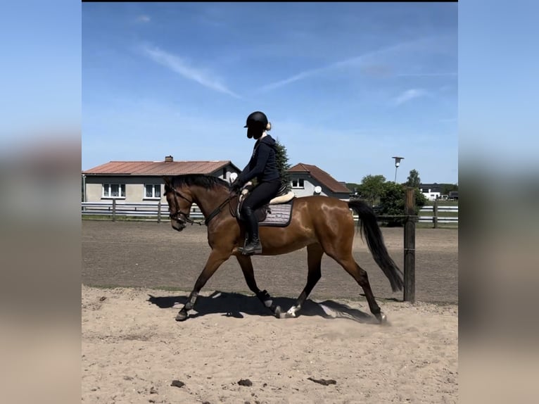 Holstein Mare 3 years 16,2 hh Brown in Löwenberger Land