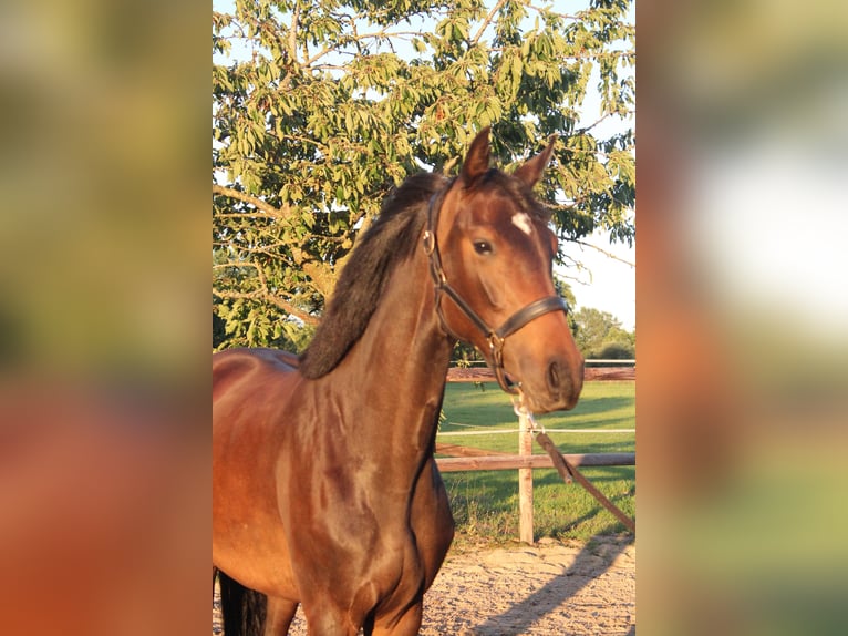 Holstein Mare 3 years 16.2 hh Smoky-Black in Hamersen