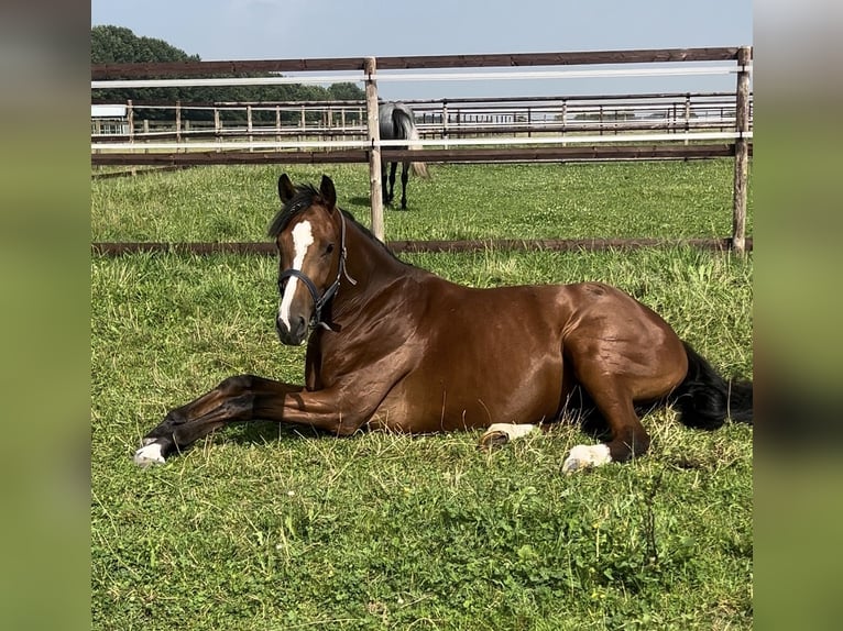 Holstein Mare 3 years 16 hh Bay in Bruchhausen-Vilsen