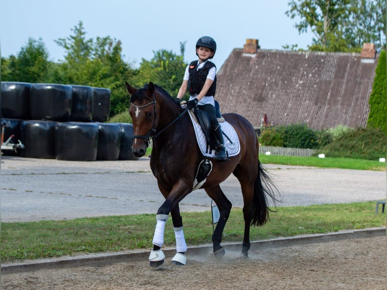 Holstein Mare 3 years 16 hh Bay-Dark in Barkelsby