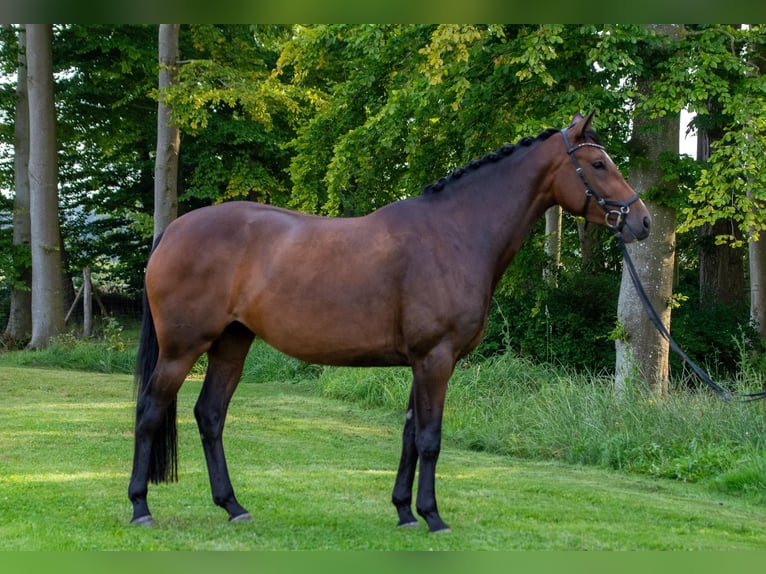 Holstein Mare 3 years 16 hh Bay-Dark in Barkelsby