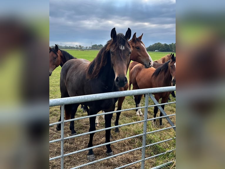 Holstein Mare 3 years 16 hh Bay-Dark in Goch