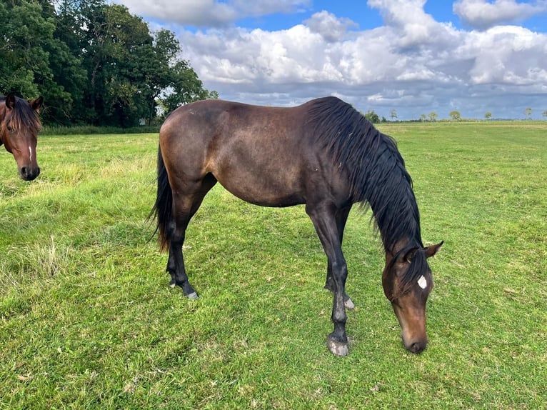 Holstein Mare 3 years 16 hh Bay-Dark in Goch