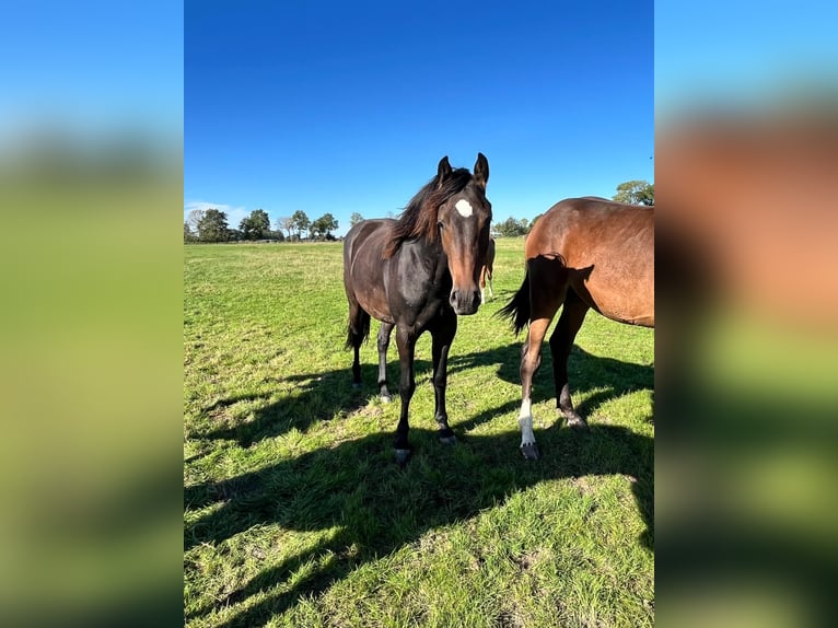 Holstein Mare 3 years 16 hh Bay-Dark in Goch