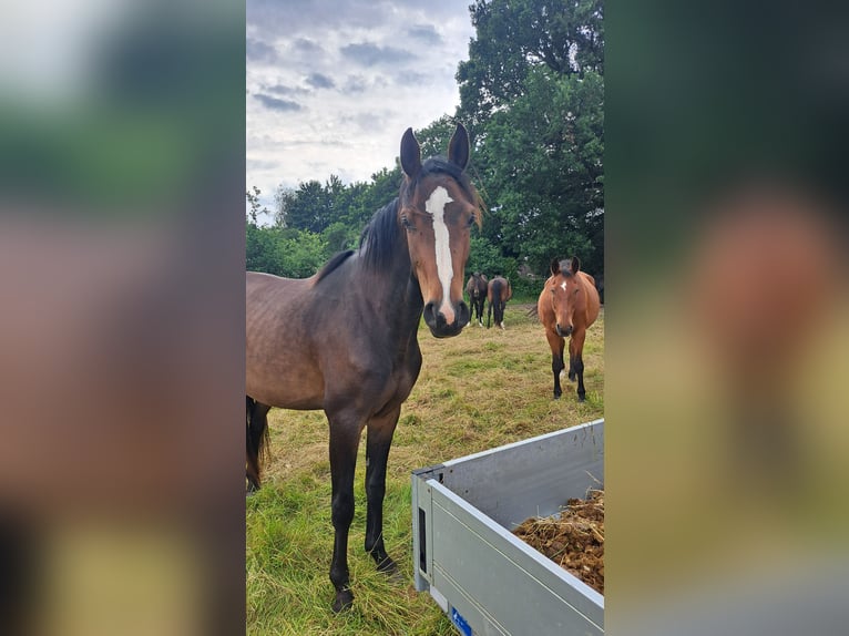 Holstein Mare 3 years 16 hh Bay-Dark in Heist