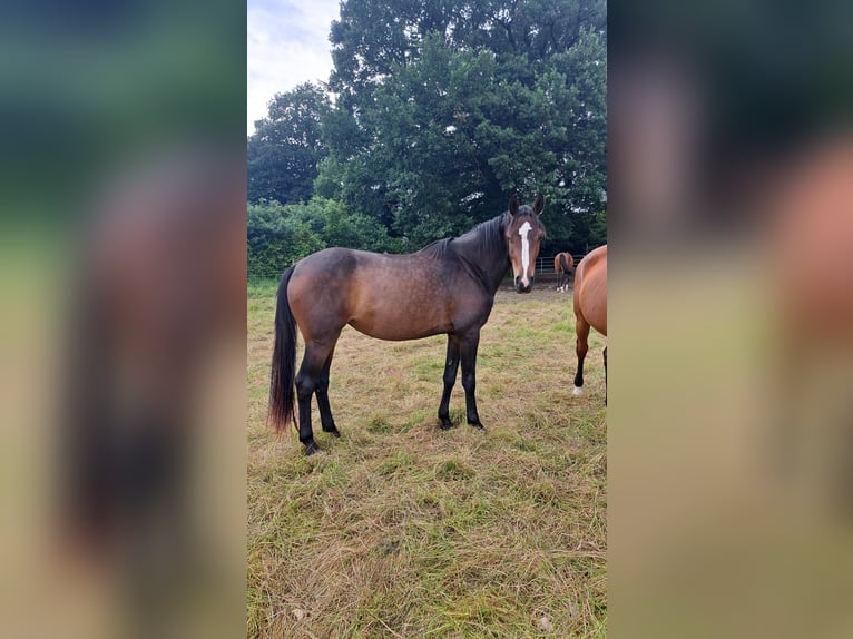 Holstein Mare 3 years 16 hh Bay-Dark in Heist