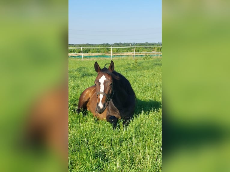 Holstein Mare 3 years 16 hh Bay-Dark in Heist