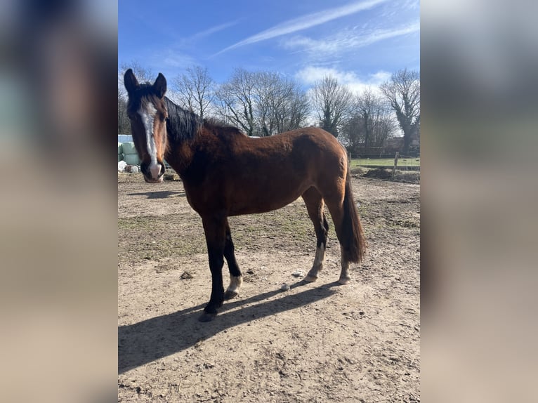 Holstein Mare 3 years 16 hh Brown in Stadum