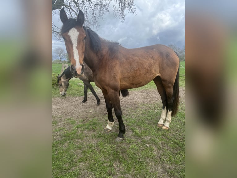 Holstein Mare 3 years 16 hh Brown in Stadum