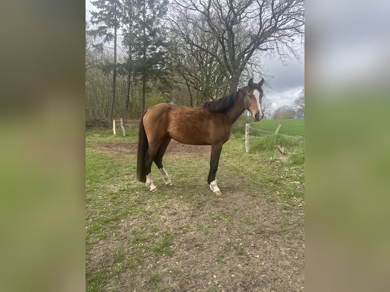 Holstein Mare 3 years 16 hh Brown in Stadum