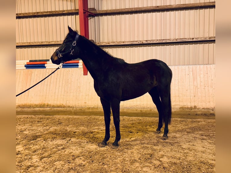 Holstein Mare 3 years 16 hh Brown in Fehrbellin K&#xF6;nigshorst