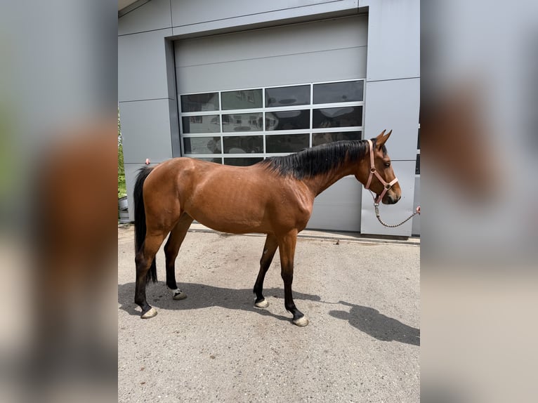 Holstein Mare 3 years 16 hh Brown in Grömbach