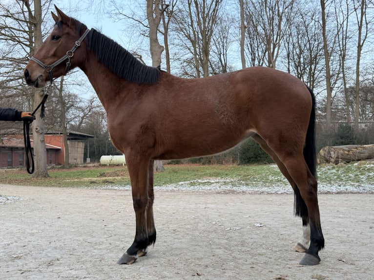 Holstein Mare 3 years 16 hh Brown-Light in Otter
