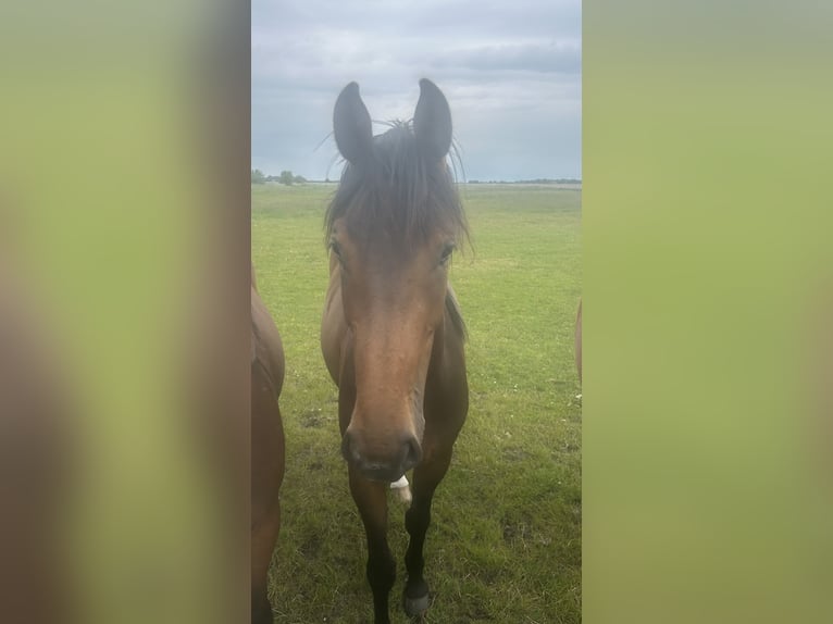 Holstein Mare 3 years 16 hh Brown in Bargenstedt