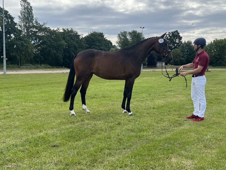 Holstein Mare 3 years 16 hh Brown in Reinbek