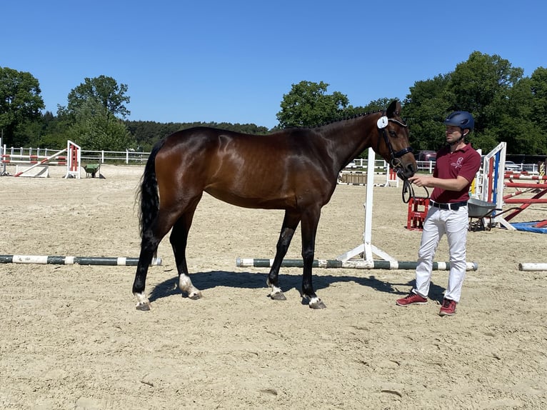 Holstein Mare 3 years 16 hh Brown in Reinbek