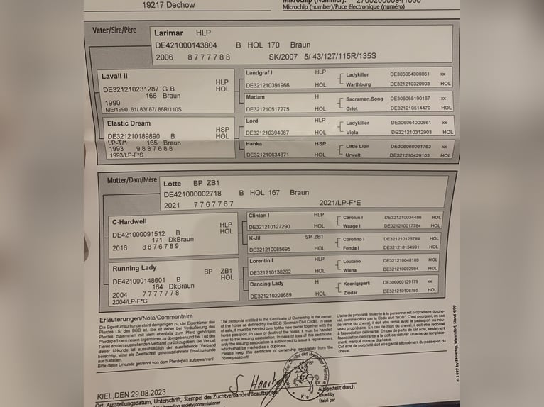 Holstein Mare 3 years 16 hh Brown in Dechow