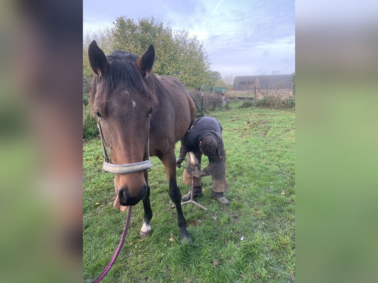 Holstein Mare 3 years 16 hh Brown in Dechow