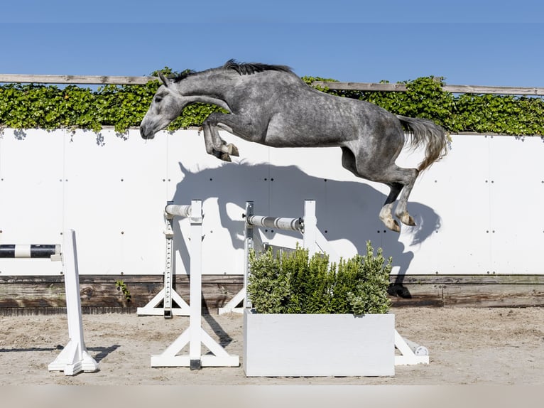 Holstein Mare 3 years 16 hh in Waddinxveen