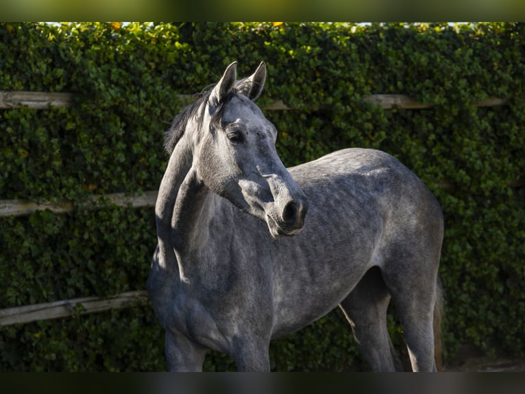 Holstein Mare 3 years 16 hh in Waddinxveen
