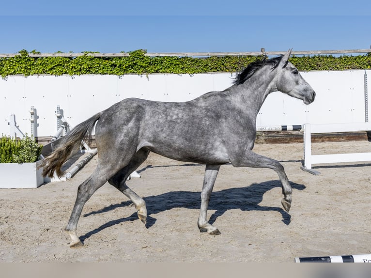 Holstein Mare 3 years 16 hh in Waddinxveen