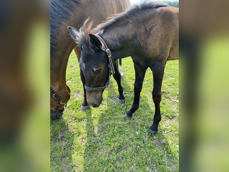 Holstein Mare 3 years 16 hh Gray-Dapple in Sterup