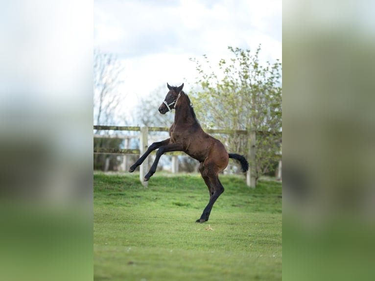 Holstein Mare 3 years 16 hh Gray-Dapple in Sterup