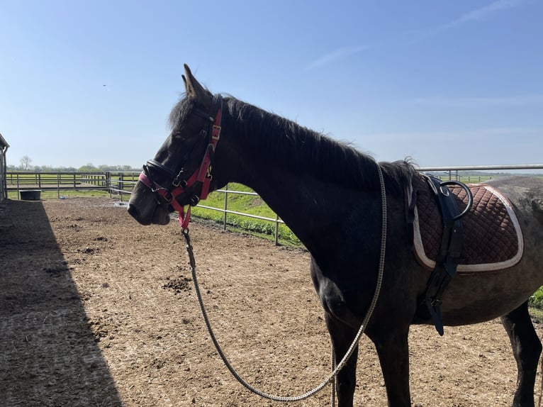 Holstein Mare 3 years 16 hh Gray in SterupSterup