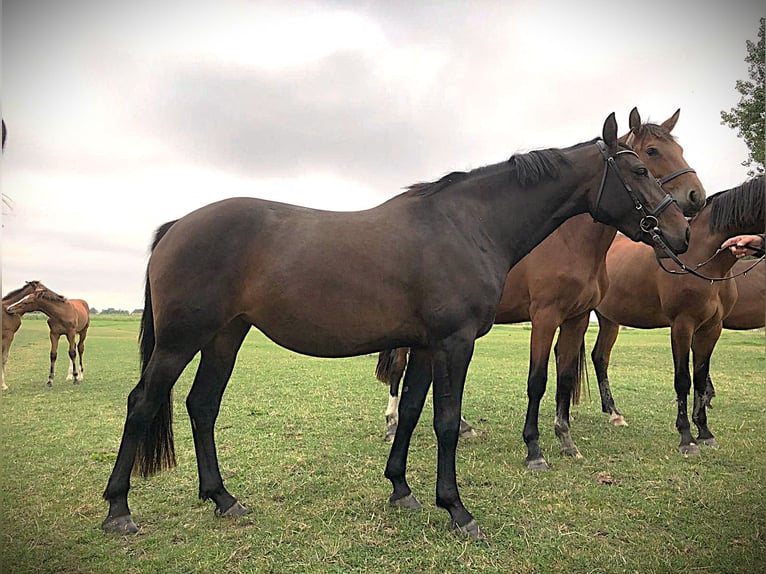 Holstein Mare 3 years 16 hh in W&#xF6;hrden