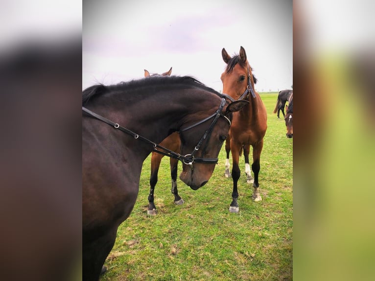 Holstein Mare 3 years 16 hh in W&#xF6;hrden