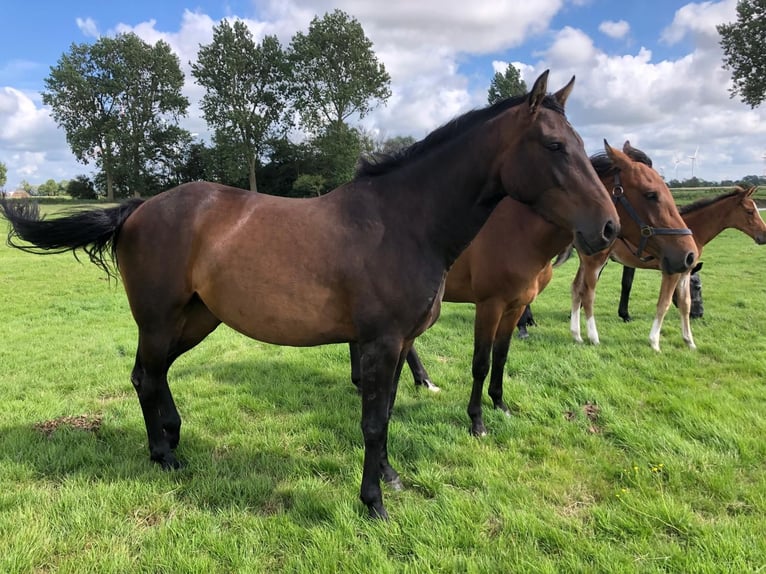 Holstein Mare 3 years 16 hh Smoky-Black in Wöhrden Holstein Mare 3 years 16 hh Smoky-Black in Wöhrden