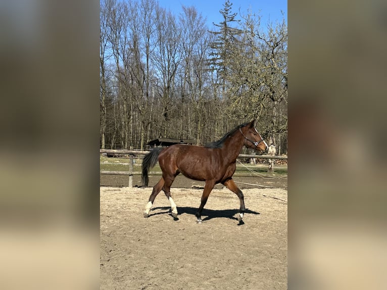 Holstein Mare 3 years 16,1 hh Brown in Alfter