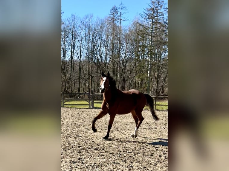 Holstein Mare 3 years 16,1 hh Brown in Alfter